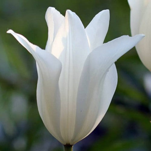 Tulpes lilijziedu SAPPORO 11/12 80gab