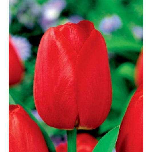 Tulpes promotion SARKANAS 10/11  80gab