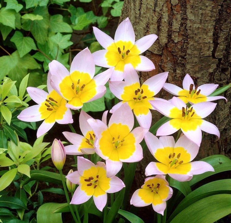 Tulpes botāniskās SAXATILIS 7/+  80gab