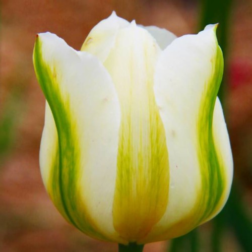 Tulpes zaļziedu SPRING GREEN 12/+ 80gab