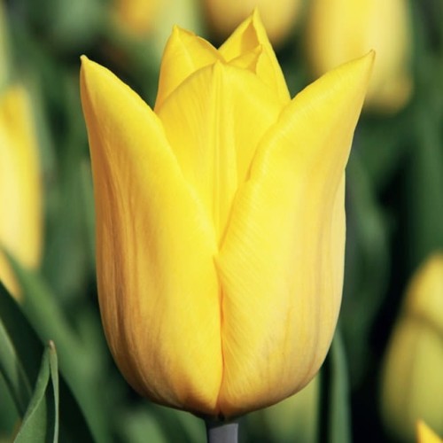 Tulpes grieztiem ziediem  STRONG GOLD 12/+ 80gab