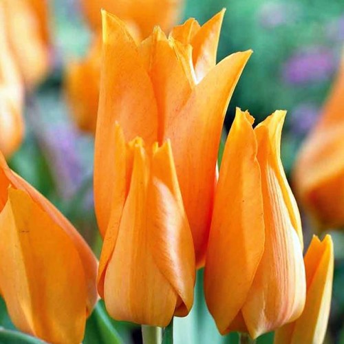 Tulpes zemās  SHOGUN 8/9 80gab