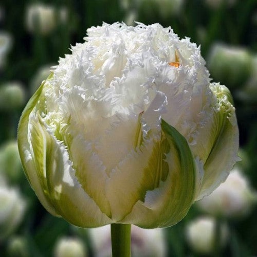 Tulpes bārkšziedu SNOW CRYSTAL 12/+ 60gab