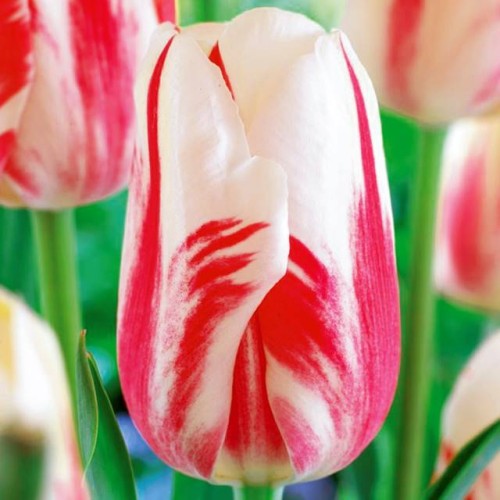 Tulpes vēlās SORBET 12/+ 80gab
