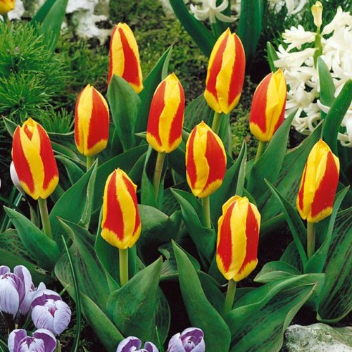 Tulpes zemās Kaufmaņa STRESA 10/11 80gab