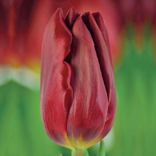 Tulpes grieztiem ziediem  STRONG LOVE 12/+ 80gab