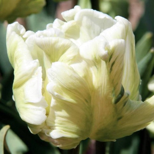 Tulpes papagaiļziedu SUPER PARROT 12/+ 60gab