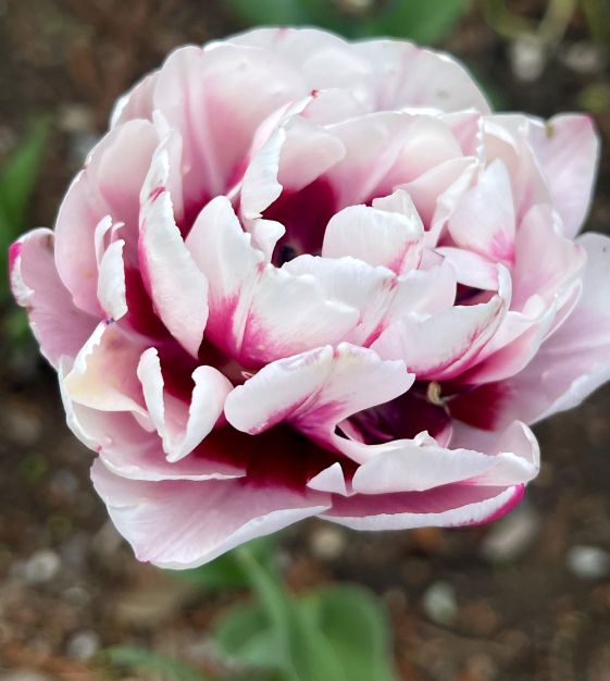 Tulpes pildītās LA DELICATESSE 12/+ 60gab