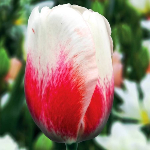 Tulpes triumfa TANGO 11/12 80gab