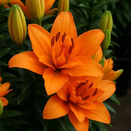 Lilijas Āzijas (podu) TINY DOUBLE DUTCH 16/18 20gab