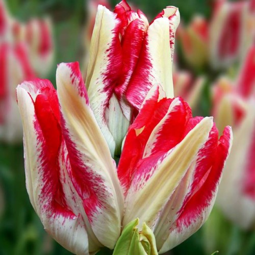 Tulpes daudzziedu TOUCAN 12/+ 60gab