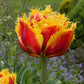 Tulpes bārkšziedu BAROQUE FIRE 12/+ 60gab
