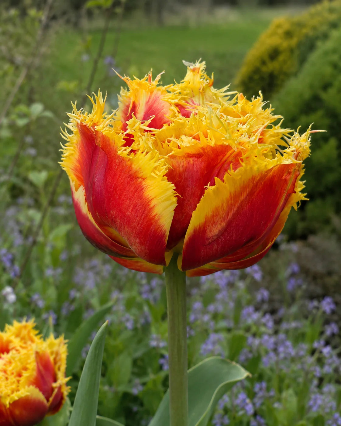 Tulpes bārkšziedu BAROQUE FIRE 12/+ 60gab