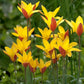 Tulpes botāniskās CLUSIANA VAR CHRYSANTHA 5/6 80gab