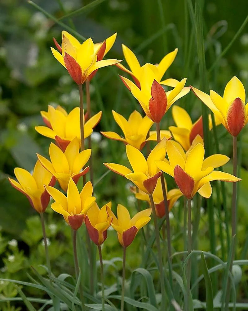 Tulpes botāniskās CLUSIANA VAR CHRYSANTHA 5/6 80gab
