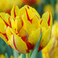 Tulpes pildītās MONSELLA 12/+ 60gab
