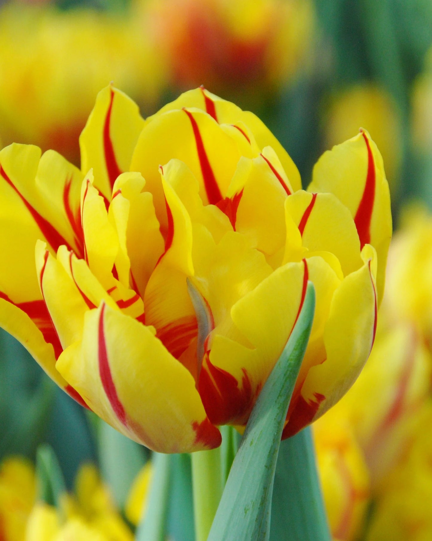Tulpes pildītās MONSELLA 12/+ 60gab