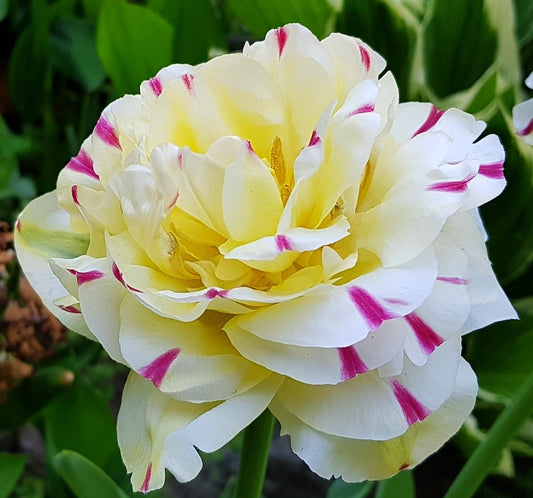 Tulpes pildītās DANCE LINE 12/+ 60gab