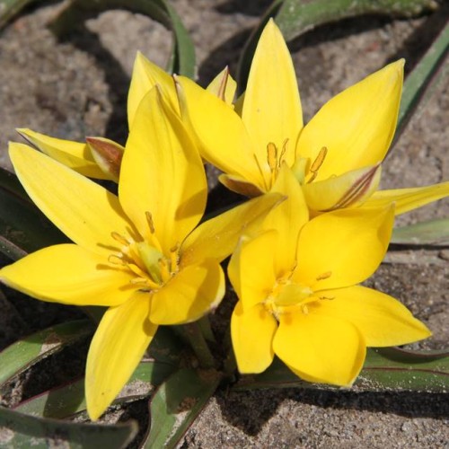Tulpes botāniskās URUMIENSIS 7/8  80gab