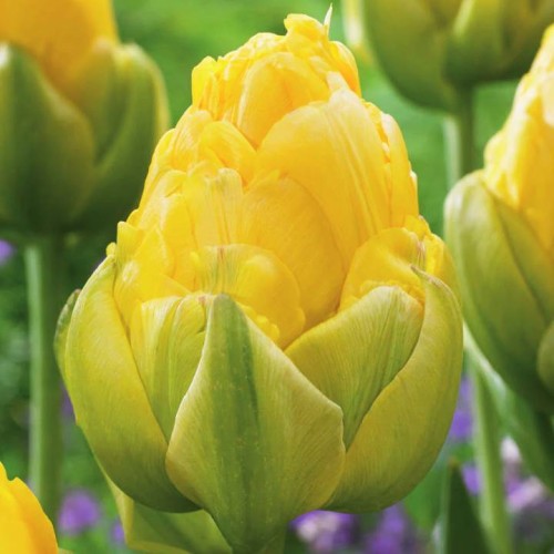 Tulpes pildītās VANILLA COUP 12/+ 60gab