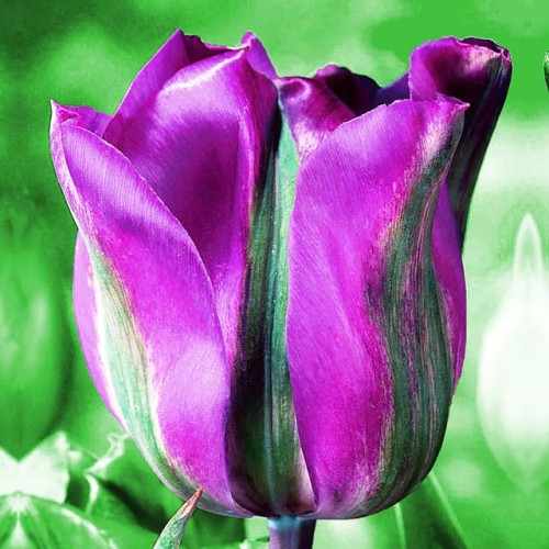 Tulpes zaļziedu VIOLET BIRD 12/+ 80gab