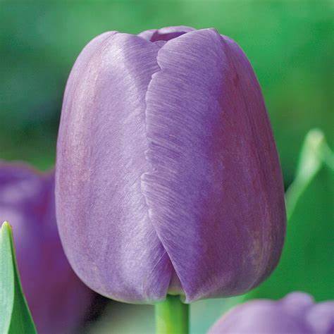 Tulpes promotion VIOLETAS 12/+  80gab