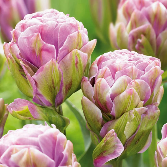 Tulpes pildītās VIOLET PRANA 12/+ 60gab