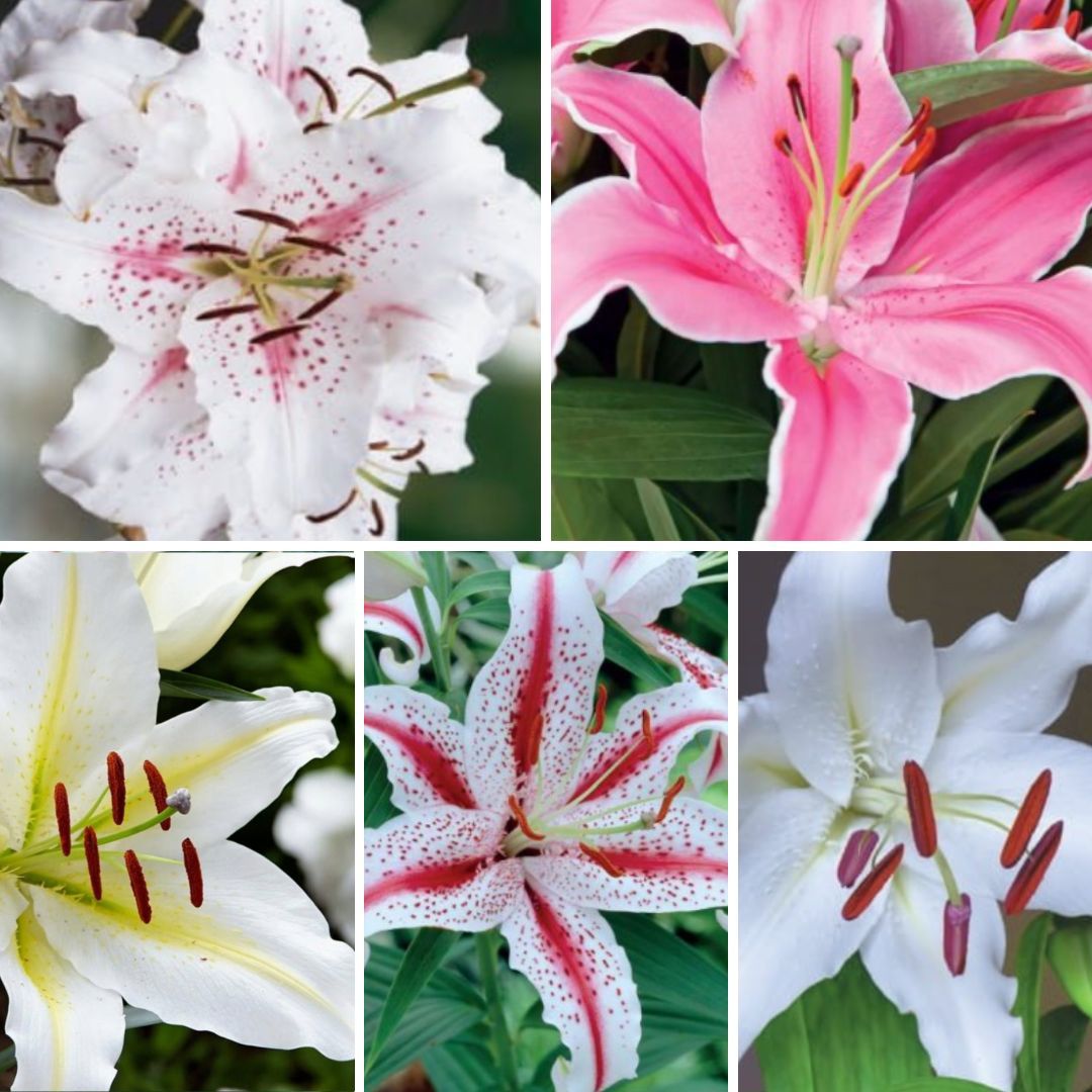 Lilijas Austrumu Izlase 100gab