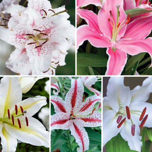Lilijas Austrumu Izlase 100gab