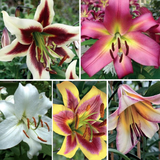 Lilijas Lilijkoks Izlase Nr. 2, 100gab