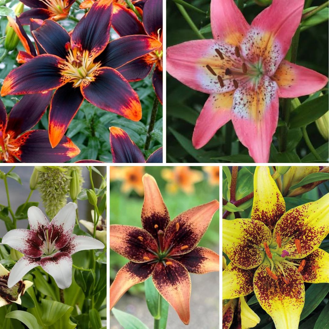 Lilijas Āzijas divkrāsu Izlase Nr.2 100gab