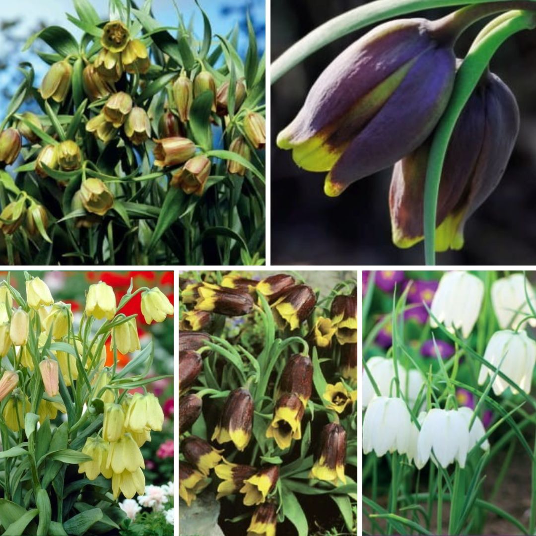 Fritilārijas Izlase  Nr. 1, 125gab