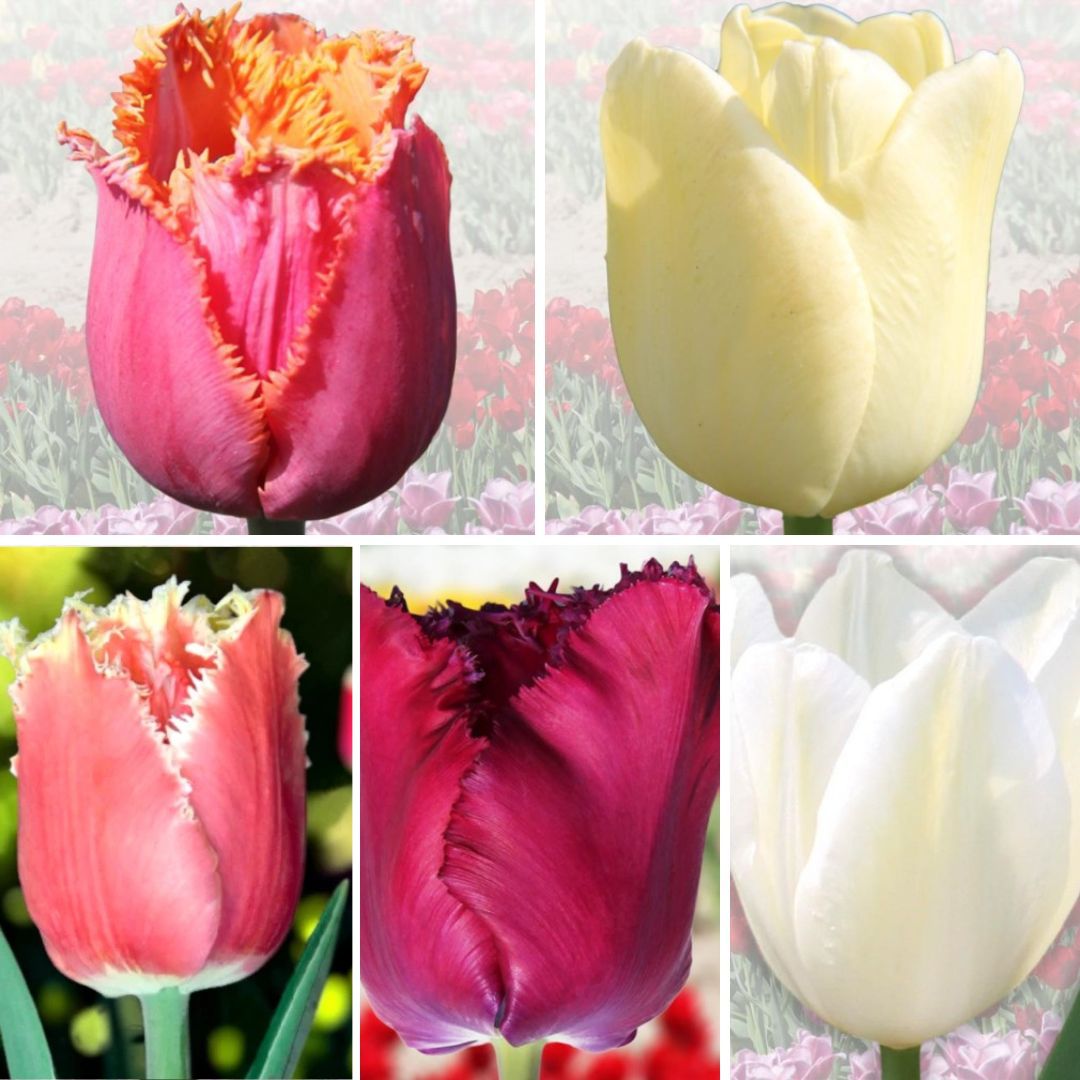 Tulpes ELITĀRĀS Izlase Nr. 4, 100gab