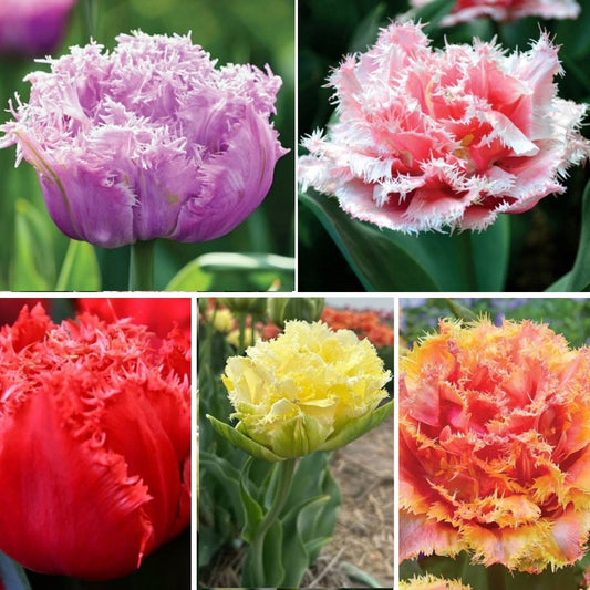 Tulpes bārkšziedu Izlase Nr. 1, 300gab
