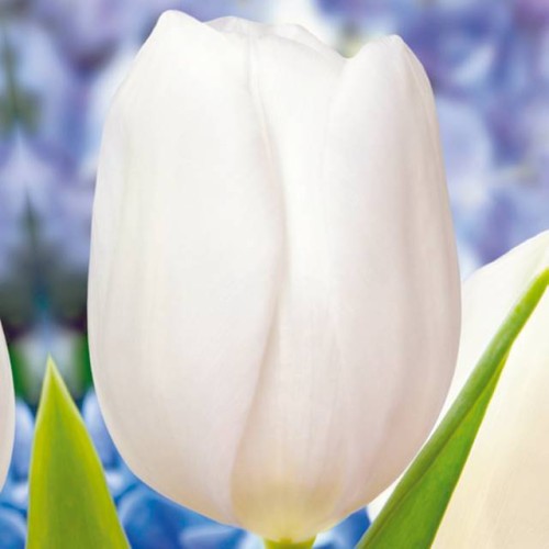 Tulpes triumfa WHITE DREAM 12/+ 80gab