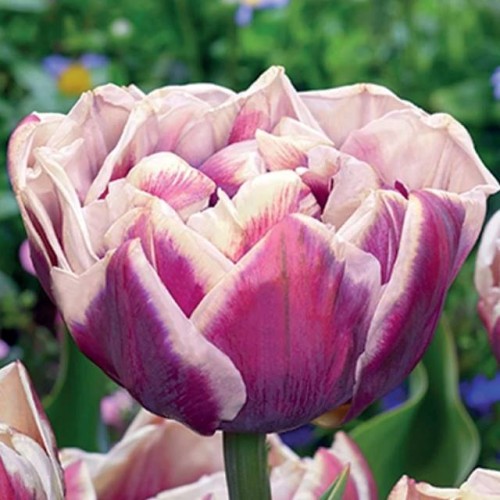 Tulpes pildītās WYNDHAM 11/12 60gab