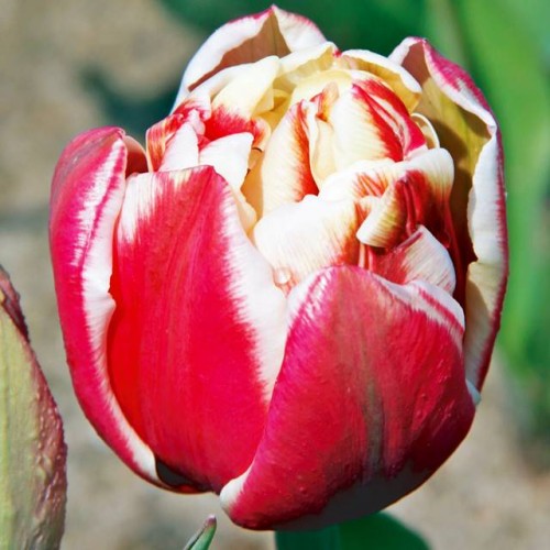 Tulpes pildītās WIROSA 11/12 60gab