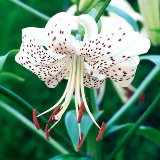 Lilijas Tīģerlilijas WHITE TIGER 16/18 20gab