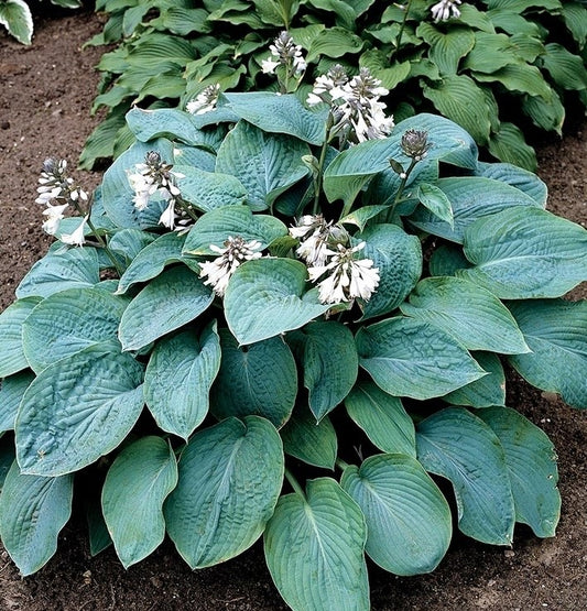 Hostas EMPRESS WU 8gab