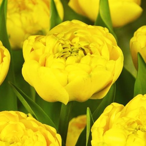 Tulpes pildītās YELLOW POMPONETTE 12/+ 60gab