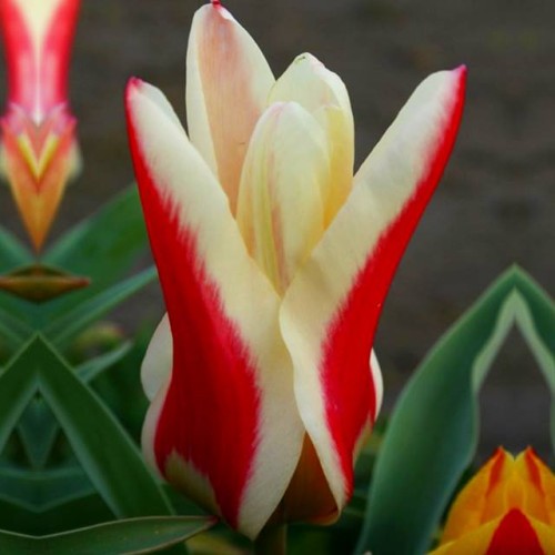 Tulpes zemās Fostera ZOMBIE 10/11 80gab